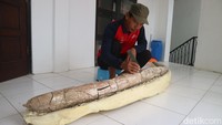 Petugas merawat fosil gading gajah purba (Stegodon Trigenochepalus) yang ditemukan oleh warga di Desa Mbunton-Karangsudo, Terban, Jekulo, Kudus, Jawa Tengah, Kamis (18/8/2022).