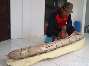 Penampakan Fosil Gading Gajah Diduga Berusia Jutaan Tahun di Kudus