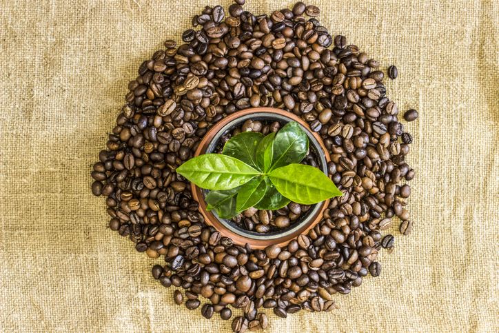 7 Negara Ini Tercatat Sebagai Penghasil Kopi Terbesar Tahun 2021