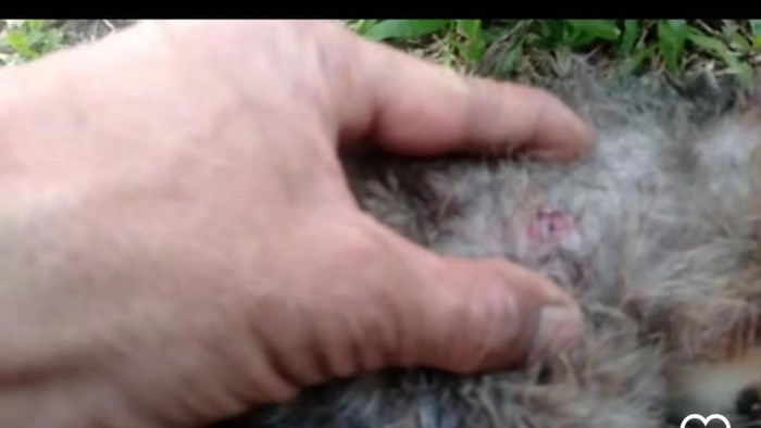 Penembakan kucing di Sesko TNI sempat menghebohkan dunia maya. Sebuah video viral menunjukkan penemuan bangkai kucing di wilayah Sesko TNI, Bandung, Jawa Barat.