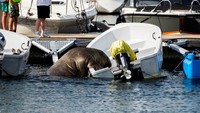 Walrus yang dinamai Freya, menjadi terkenal setelah naik ke perahu untuk berjemur. Beberapakali bisa menenggelamkan kapal. Freya pertama kali terlihat pertengahan Juli. Ia dinamai sesuai sebutan dewi kecantikan dan cinta dalam mitologi Nordik. (Trond Reidar Teigen/NTB/Reuters)