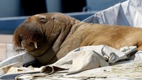 Freya pernah tertangkap kamera sedang mengejar seekor bebek, menyerang angsa, dan beberapa kali tidur di atas kapal yang tak kuat menopang tubuhnya. Seekor walrus dapat tidur hingga 20 jam per hari. 