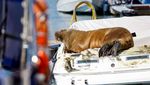 Hari-hari Terakhir Freya, Anjing Laut di Norwegia yang Disuntik Mati