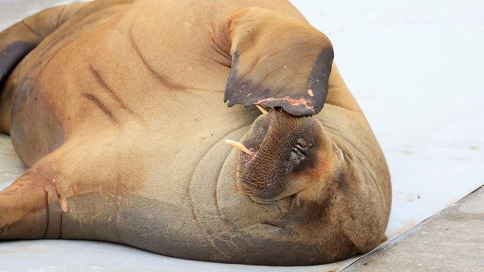 A female walrus named Freya lies at the waterfront at Frognerstranda in Oslo on July 18, 2022. - For a week, a young female walrus nicknamed Freya has enamoured Norwegians by basking in the sun of the Oslo fjord, making a splash in the media and bending a few boats. - Norway OUT (Photo by Tor Erik Schrøder / NTB / AFP) / Norway OUT (Photo by TOR ERIK SCHRDER/NTB/AFP via Getty Images)