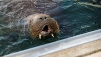 Freya si walrus berenang di teluk Frognerkilen, Oslo, Norwegia, Rabu, (20/7/2022). Freya si anjing laut menarik perhatian banyak orang karena tingkahnya. (Trond Reidar Teigen/NTB/Reuters)