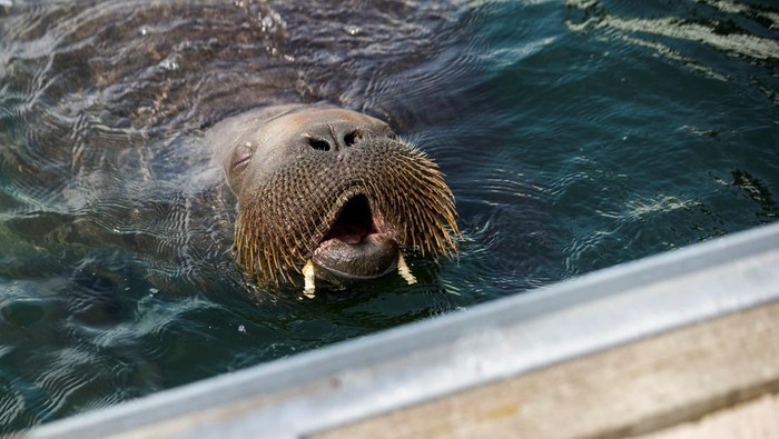 Freya the walrus swims in Frognerkilen bay, in Oslo, Norway July 20, 2022. NTB/Trond Reidar Teigen via REUTERS   ATTENTION EDITORS - THIS IMAGE WAS PROVIDED BY A THIRD PARTY. NORWAY OUT. NO COMMERCIAL OR EDITORIAL SALES IN NORWAY.