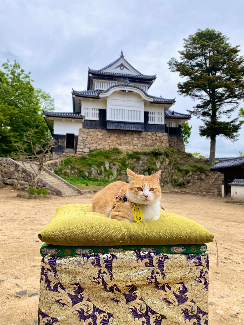 Sanjuro, kucing penguasa Kastil Bitchu Matsuyama