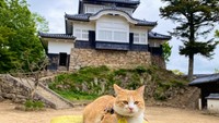 Kucing ini dinamai Sanjuro Tani, nama dari prajurit menakutkan yang memimpin pasukan Takahashi dari Shinsengumi, pasukan polisi Jepang berumur pendek dan misterius yang bertugas memadamkan pemberontakan dan mengeksekusi pembangkang pada tahun 1860-an.