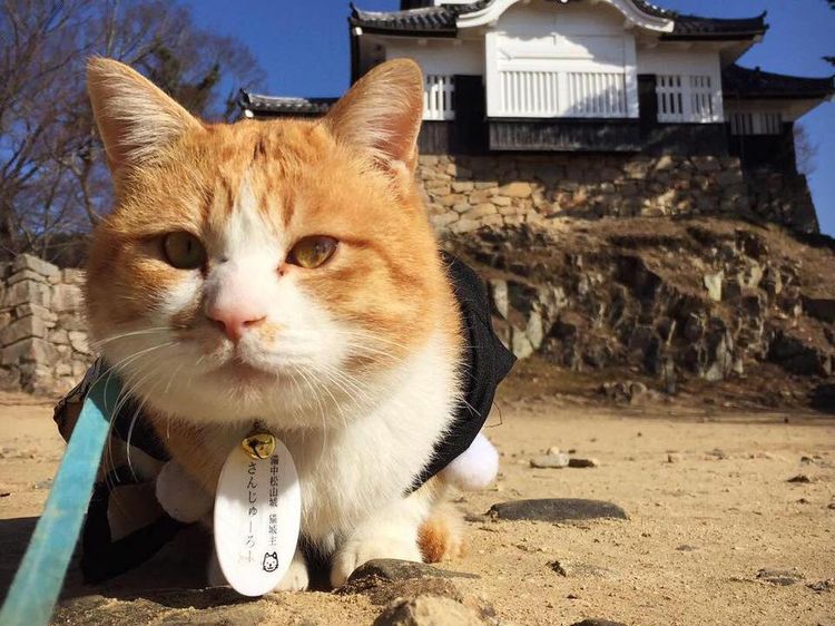 Potret Lord Sanjuro, Kucing Oyen Penguasa Kastil di Jepang