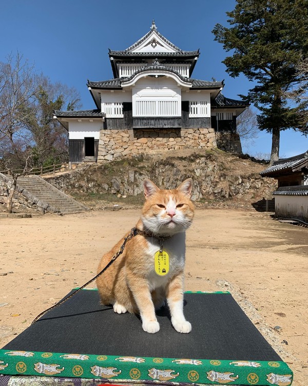 Kucing ini bernama Sanjuro dan dia bertugas di Kastil Bitchu Matsuyama yang terletak sekitar 20 mil dari kota Okayama.