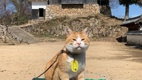 Kucing ini bernama Sanjuro dan dia bertugas di Kastil Bitchu Matsuyama yang terletak sekitar 20 mil dari kota Okayama.