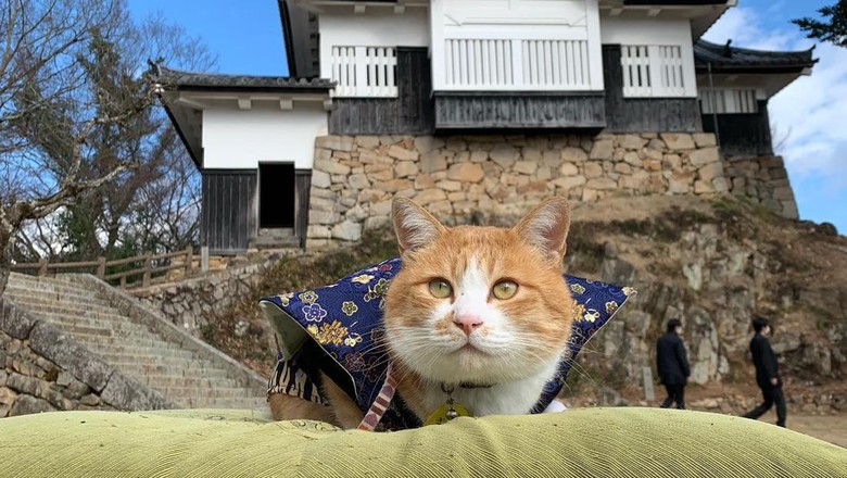 Sanjuro, kucing penguasa Kastil Bitchu Matsuyama