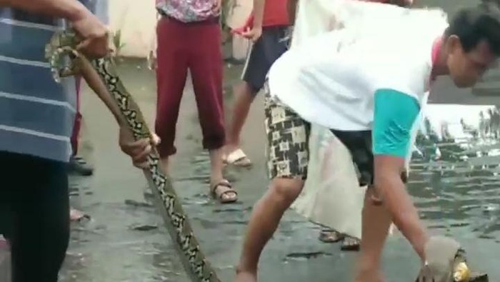 Ular masuk rumah warga di Medan