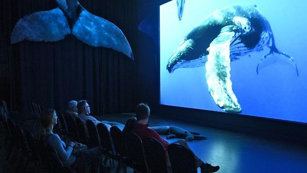 Turis menghadiri tur mengamati ikan paus di Teluk Faxaflói, Reykjavik, Islandia, Kamis (11/8/2022) waktu setempat.  