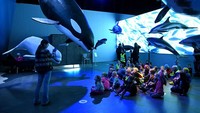 Sebelum melakukan tur, wisatawan akan diajak mengunjungi museum Whales of Iceland di Reykjavik untuk mengenal lebih dalam tentang berbagai spesies paus.  