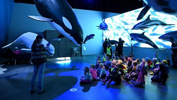 Sebelum melakukan tur, wisatawan akan diajak mengunjungi museum Whales of Iceland di Reykjavik untuk mengenal lebih dalam tentang berbagai spesies paus. Â Sebelum melakukan tur, wisatawan akan diajak mengunjungi museum Whales of Iceland di Reykjavik untuk mengenal lebih dalam tentang berbagai spesies paus. Â