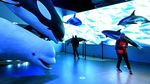 Ada Wisata Mengamati Ikan Paus di Teluk Islandia, Mau Ikut?