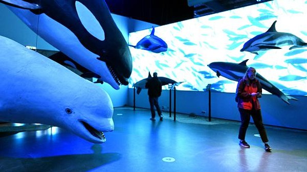 Whales of Iceland adalah museum paus terbesar di Eropa yang terdiri dari 23 instalasi paus seukuran manusia dari berbagai spesies yang ditemukan di perairan Islandia.  