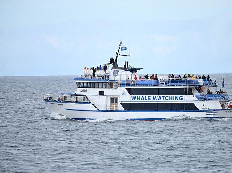 Ada Wisata Mengamati Ikan Paus di Teluk Islandia, Mau Ikut?