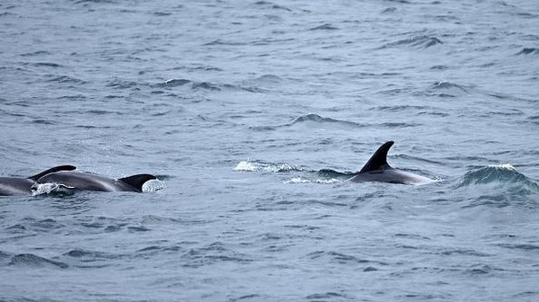 Kumpulan lumba-lumba melintas di Teluk Faxafloi Bay. Ada beberapa tempat bagus untuk menonton ikan paus di Islandia. Yang paling terkenal adalah di Teluk Faxaflói. 