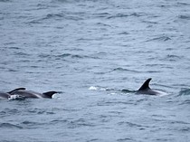 Tsunami Hantam Jepang, Paus-paus Raksasa Terdampar di Pantai