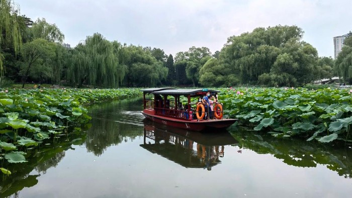 BEIJING, CHINA - AUGUST 17: Tourists take boat to appreciate lotus flowers at Zizhuyuan (Purple Bamboo) Park on August 17, 2022 in Beijing, China. Visitors can enjoy a close look at the flowers by riding a boat in the ponds during the summer season. (Photo by Zhao Jun/China News Service via Getty Images)