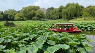 Menjelajah Cantiknya Hamparan Bungai Teratai di Beijing