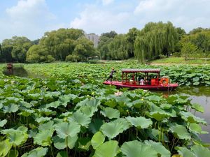 Menjelajah Cantiknya Hamparan Bungai Teratai di Beijing
