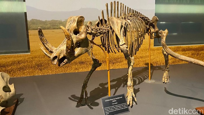 Fosil babi bercula empat (Celebochoerus heekereni) di Museum Geologi Bandung