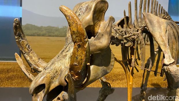 Fosil babi bercula empat (Celebochoerus heekereni) di Museum Geologi Bandung