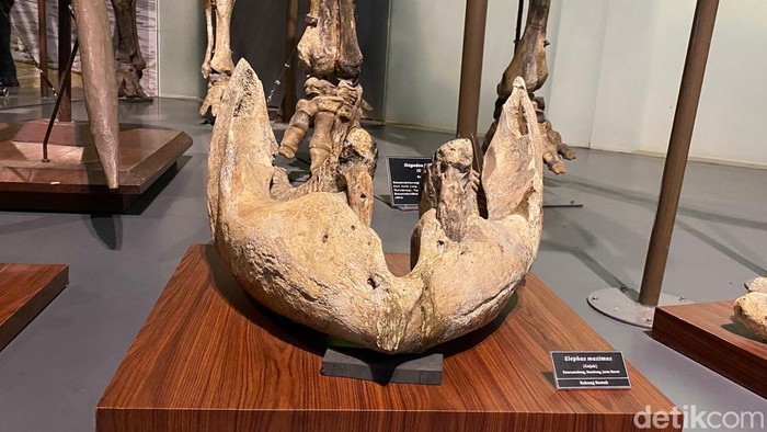 Fosil gajah purba yang tersimpan di Museum Geologi Bandung