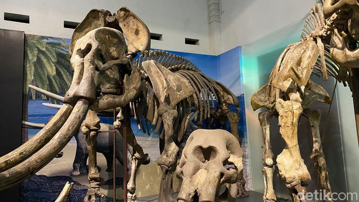 Fosil gajah purba yang tersimpan di Museum Geologi Bandung