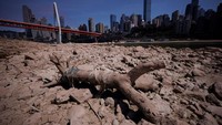 Bongkahan kayu besar tergeletak di dasar sungai Jialing yang mengering. Bebatuan juga tampak di antara kontur tanah yang pecah-pecah, menandakan sungai tersebut sudah tidak teraliri oleh air saat pengambilan gambar. China, 18 Agustus 2022. REUTERS/Thomas Peter