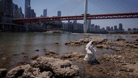 Seorang wanita bergaun pengantin putih berjalan di dasar sungai kering dari sungai Jialing. Kondisi sungai yang mengering dimanfaatkan sebagai spot foto oleh wanita tersebut. China, 18 Agustus 2022. REUTERS/Thomas Peter