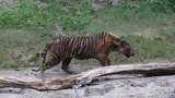 Ditangkap Mangsa Ternak Warga, Harimau Lhokbe Dilepas ke Gunung Leuser