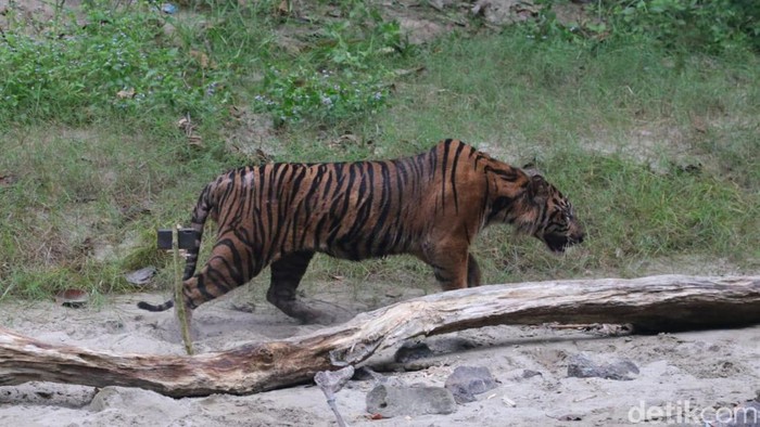 Harimau sumatera dilepasliarkan di TNGL, Aceh.