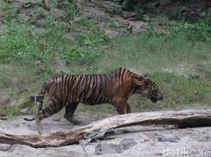 Harimau Muncul di Pemukiman Warga Siak, BBKSDA Riau Pasang Boxtrap