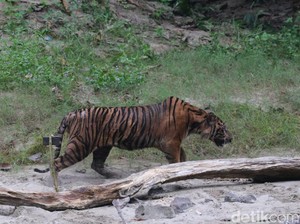 Harimau Muncul di Pemukiman Warga Siak, BBKSDA Riau Pasang Boxtrap