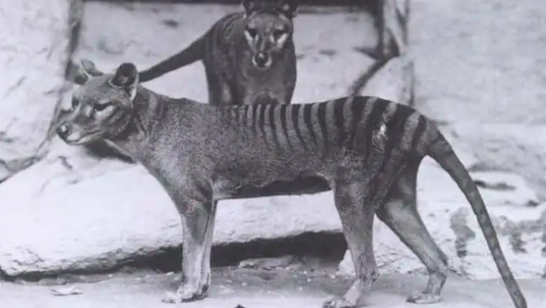 Harimau Tasmania Harimau Tasmania
