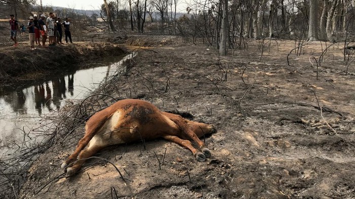 Kasihan! Hewan-hewan ini Terpanggang dalam Kebakaran Hutan Aljazair A man walks past a dead animal lying on the ground following a wildfire in El Kala, in Al Taref province, Algeria August 18, 2022. REUTERS/Ramzi Boudina