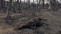 Seekor kerbau mati terpanggang bersama pohon-pohon di El Kala, Provinsi Al Taref.