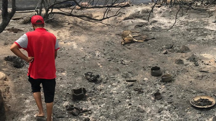Kasihan! Hewan-hewan ini Terpanggang dalam Kebakaran Hutan Aljazair A man walks past a dead animal lying on the ground following a wildfire in El Kala, in Al Taref province, Algeria August 18, 2022. REUTERS/Ramzi Boudina