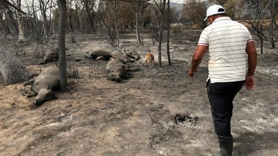 Kasihan, Hewan-hewan Ini Terpanggang Akibat Kebakaran Hutan Aljazair