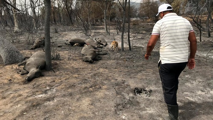 Kasihan! Hewan-hewan ini Terpanggang dalam Kebakaran Hutan Aljazair A man walks past a dead animal lying on the ground following a wildfire in El Kala, in Al Taref province, Algeria August 18, 2022. REUTERS/Ramzi Boudina