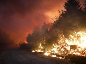 Penampakan Kobaran Api yang Lalap Hutan di Portugal