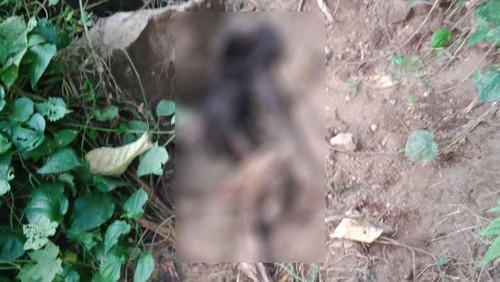 Kerangka atau tulang belulang ditemukan di Desa Bengkala, Kecamatan Kubutambahan, Kabupaten Buleleng, Bali, Kamis (18/8/2022).