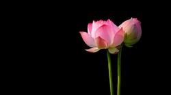Posisi Lotus Ngehits Banget, Sedahsyat Apa Sih Variasi Seks yang Satu Ini? Posisi Lotus Ngehits Banget, Sedahsyat Apa Sih Variasi Seks yang Satu Ini?