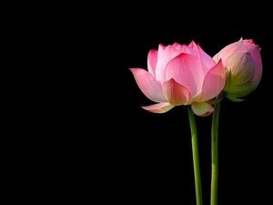 Posisi Lotus Ngehits Banget, Sedahsyat Apa Sih Variasi Seks yang Satu Ini?