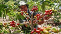 Permintaan kopi di wilayah tersebut mengalami peningkatan seiiring dengan banyaknya kafe yang menawarkan kopi arabika yang dihasilkan dari kawasan Danau Toba.