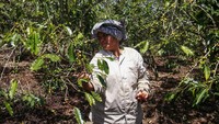 Para petani bisa panen dua minggu sekali seiring dengan peremajaan tanaman kopi dengan memanfaatkan varietas unggul yakni jenis komasti.